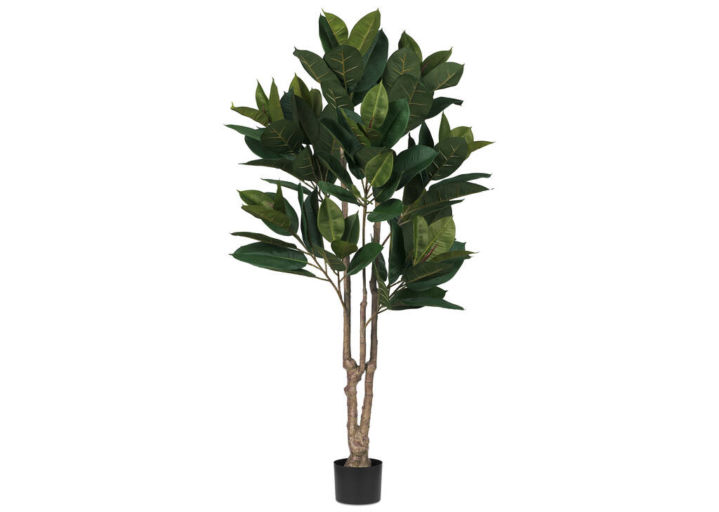 Troye Rubber Tree Potted