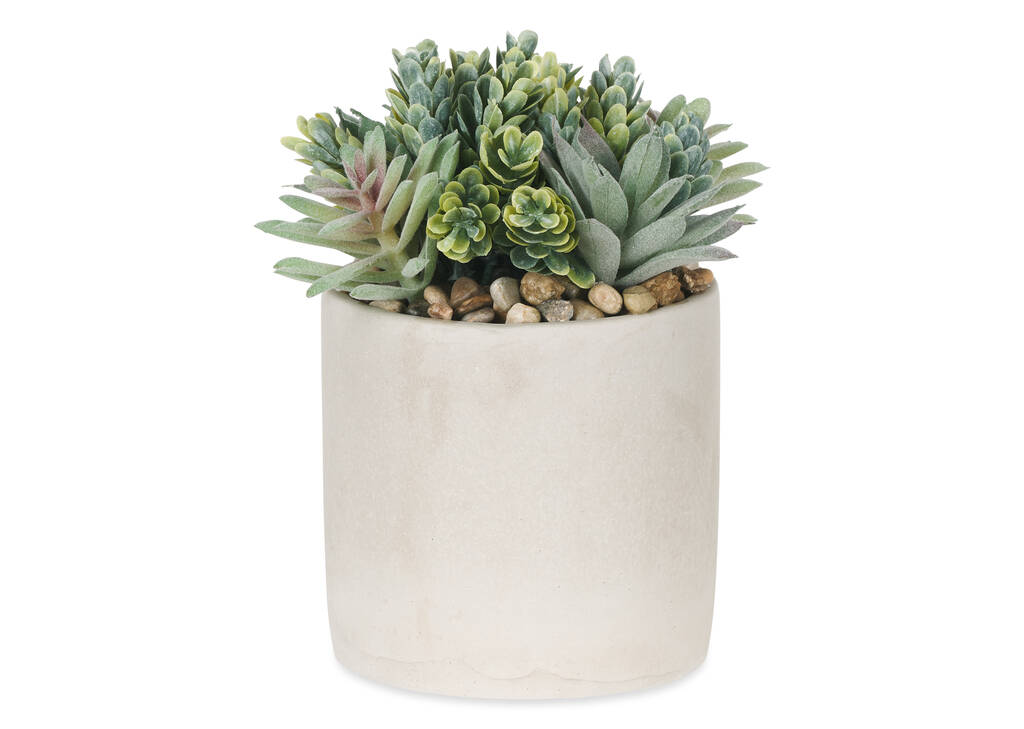 Hailey Succulants Potted